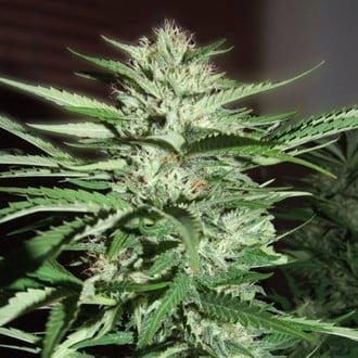 Pineapple Express (G13 Labs) feminizada