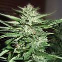Pineapple Express (G13 Labs) feminizada