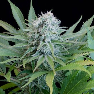 Peach Purée CBD (G13 Labs) feminizada