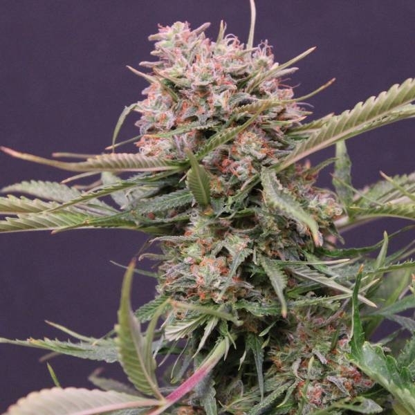 Auto Gigabud (G13 Labs) feminizada