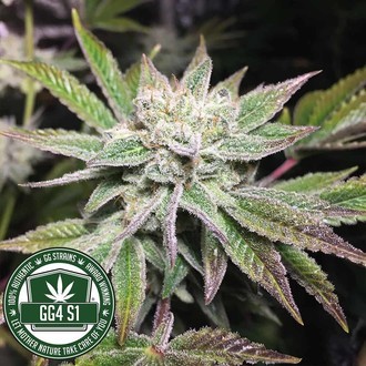 Original Glue | GG4S1 (GGStrains) Feminizada