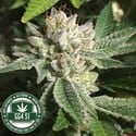 Original Glue | GG4S1 (GGStrains) Feminizada