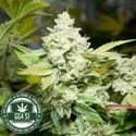 Original Glue | GG4S1 (GGStrains) Feminizada