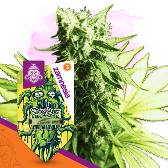 Sticky Beast (Zamnesia Seeds) feminizada