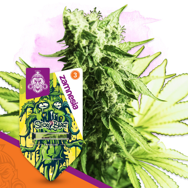 Sticky Beast (Zamnesia Seeds) feminizada