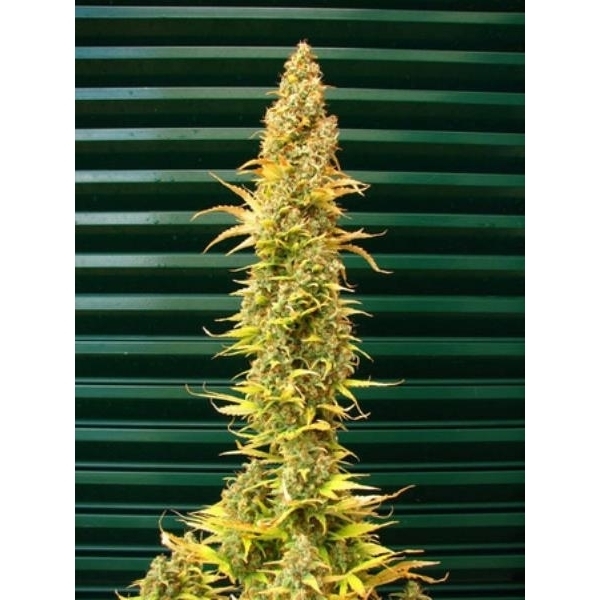 Spice (Mr. Nice) regular