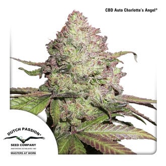 CBD Auto Charlotte's Angel (Dutch Passion) Feminizada
