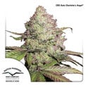 CBD Auto Charlotte's Angel (Dutch Passion) Feminizada