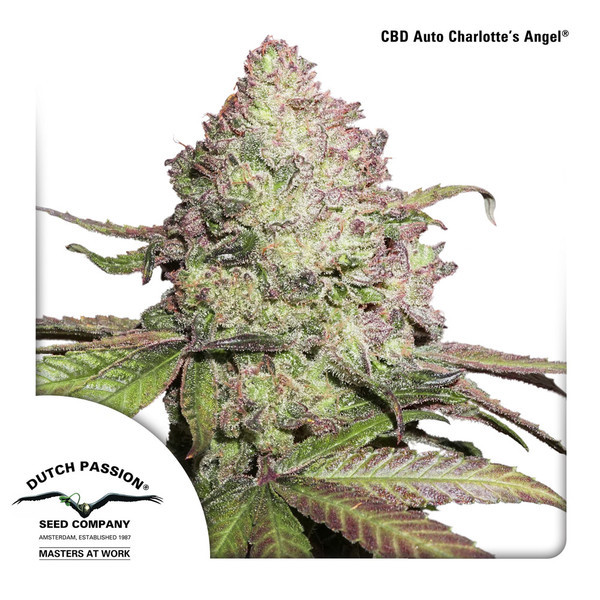 CBD Auto Charlotte's Angel (Dutch Passion) Feminizada