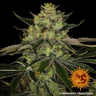 Gorilla Zkittlez (Barney's Farm) Feminizada