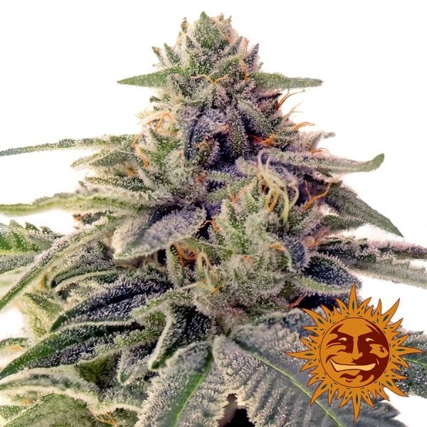 Shiskaberry (Barney's Farm) Feminizado