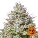 Blue Gelato 41 (Barney’s Farm) Feminizada