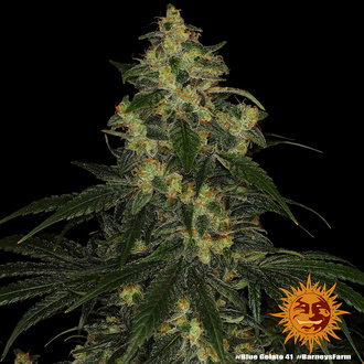 Blue Gelato 41 (Barney’s Farm) Feminizada