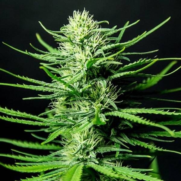 Cinderellas (Sumo Seeds) feminizada