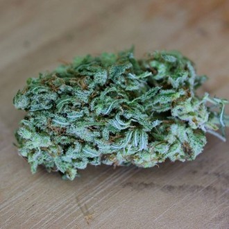 Cinderellas (Sumo Seeds) feminizada