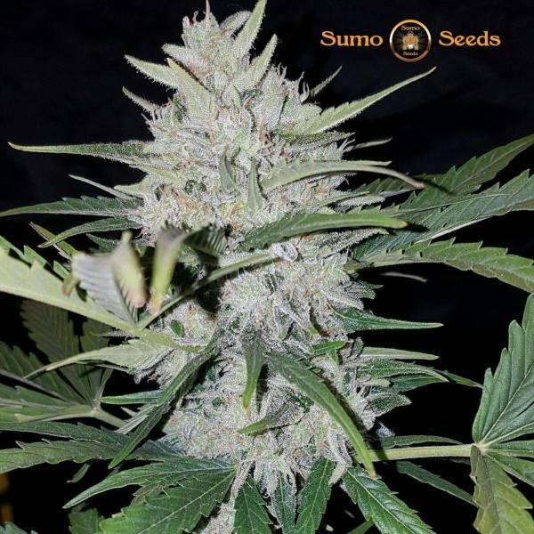 White Cheese Auto (Sumo Seeds) feminizada