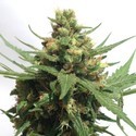OG Kush Auto feminizada da Sumo (Sumo Seeds)