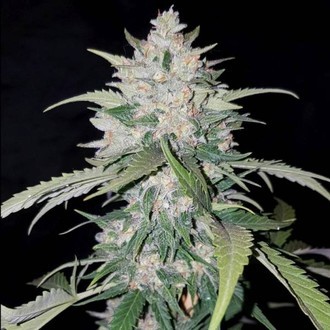 AK Full Auto (Sumo Seeds) feminizada