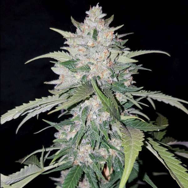 AK Full Auto (Sumo Seeds) feminizada