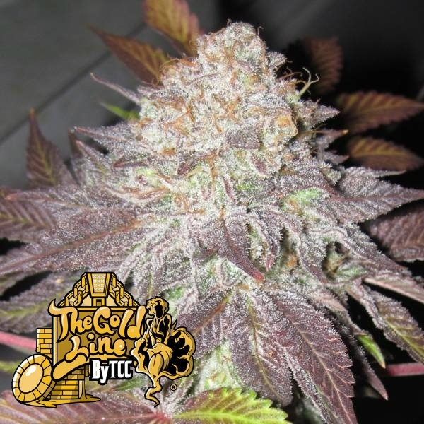 Fruit Cup (Cali Connection) feminizada