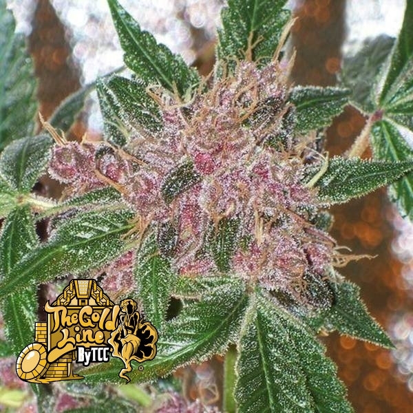 Cherries Jubilee (Cali Connection) feminizada