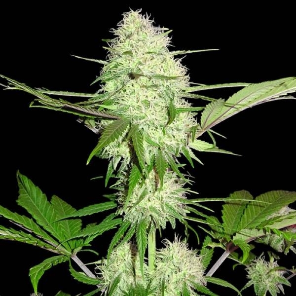 Silver Buddha Haze (Sumo Seeds) feminizada