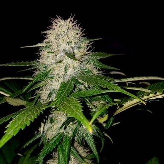 Sumo's OG Kush (Sumo Seeds) feminizada