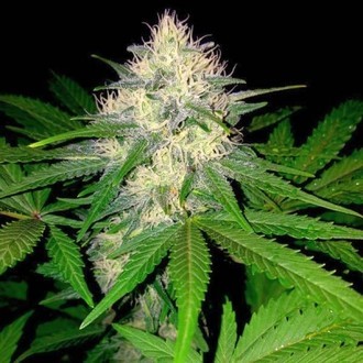 Berries & Cheese (Sumo Seeds) feminizada