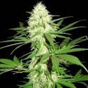 Big Bud da Sumo (Sumo Seeds) feminizada