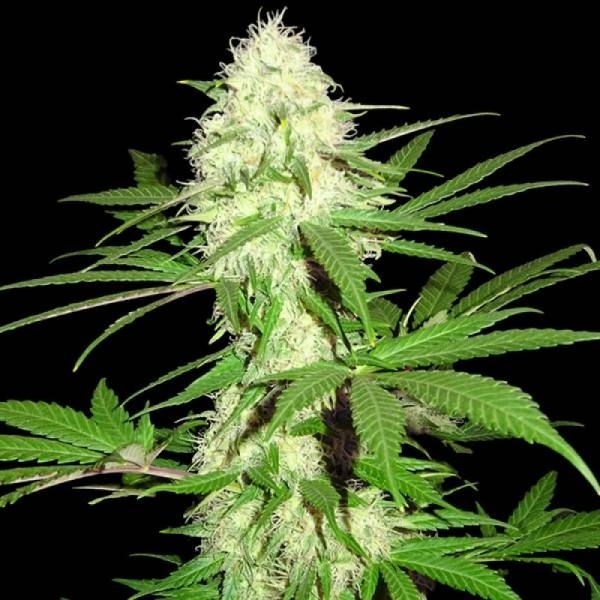 Big Bud da Sumo (Sumo Seeds) feminizada