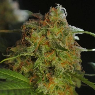 Big Bud da Sumo (Sumo Seeds) feminizada