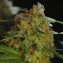 Big Bud da Sumo (Sumo Seeds) feminizada