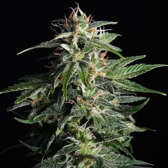 Swiss Dream Auto CBD (Kannabia) Feminizada