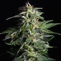 Swiss Dream Auto CBD (Kannabia) Feminizada