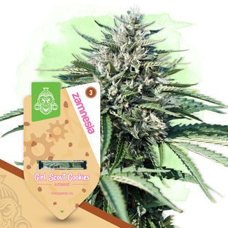 Girl Scout Cookies Autoflorescente (Zamnesia Seeds) feminizada