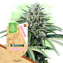 Girl Scout Cookies Autoflorescente (Zamnesia Seeds) feminizada