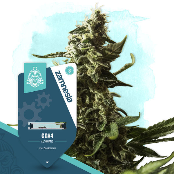 GG#4 Autoflor (Zamnesia Seeds) Feminizada