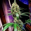 Mandarine Dream XL Auto (BSB Genetics) Feminizado