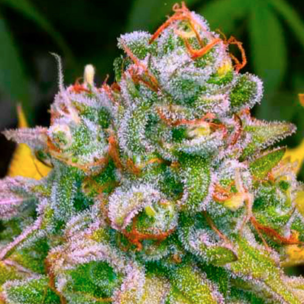 24K Tangie (BSB Genetics) Feminizada