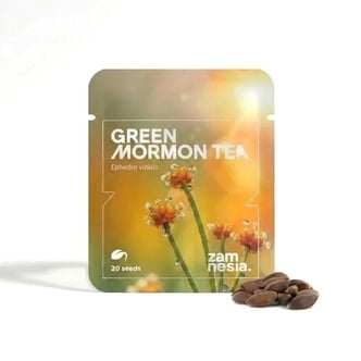 Green Mormon Tea Seeds (Ephedra viridis) 20 Sementes