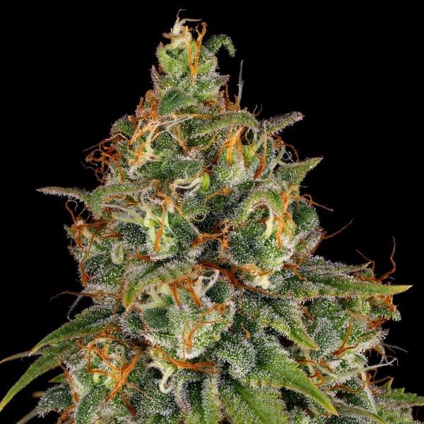 Strawberry AKeil (Serious Seeds) feminizada