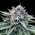 Sorbet 4 (DNA Genetics) feminizada