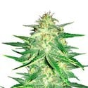 Lemon AK Auto (FastBuds) feminizada