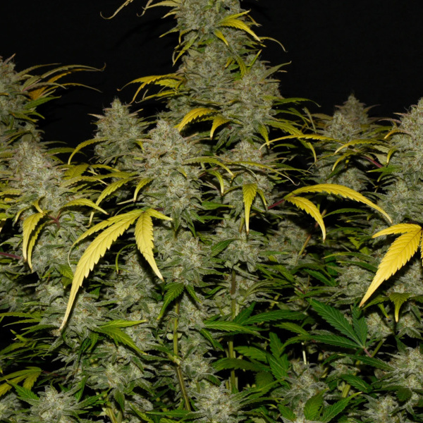 Gelato Auto (FastBuds) feminizada