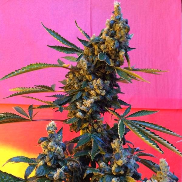 DeeDee (French Touch Seeds) regular