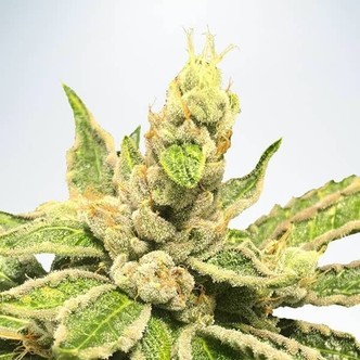 Mamacita’s Cookies (Ministry of Cannabis) feminizada