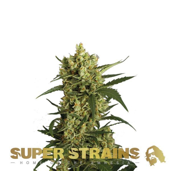 Crackers (Super Strains) feminizadas