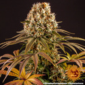 Strawberry Lemonade (Barney's Farm) feminizada