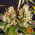 Strawberry Lemonade (Barney's Farm) feminizada