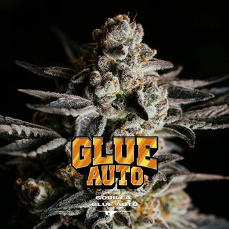 GG#4 Auto (BSF Seeds) feminizada